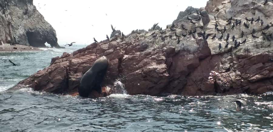 From Paracas: Ballestas Island Cruise & Paracas Reserve Tour - What makes this tour worth considering