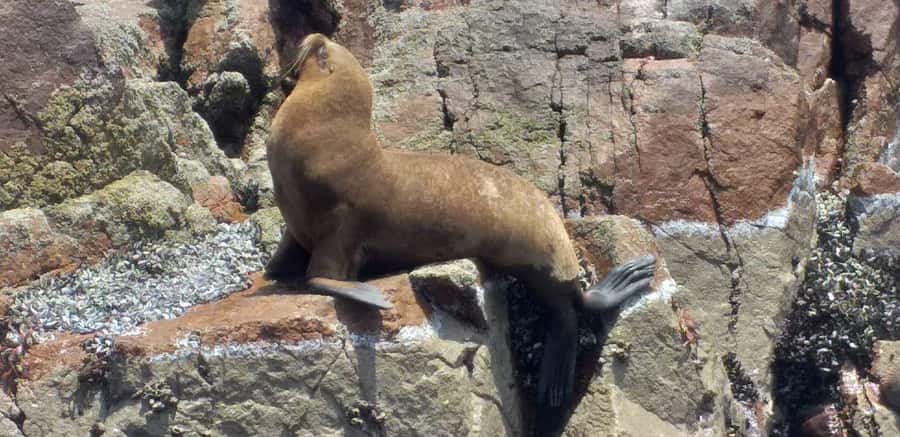 From Paracas: Ballestas Island Cruise & Paracas Reserve Tour - Who will enjoy this six-hour route