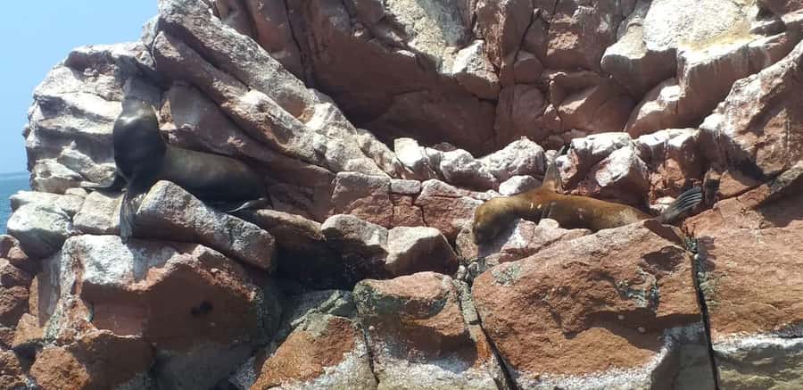 From Paracas: Ballestas Island Cruise & Paracas Reserve Tour - Lunch at Lagunillas Beach
