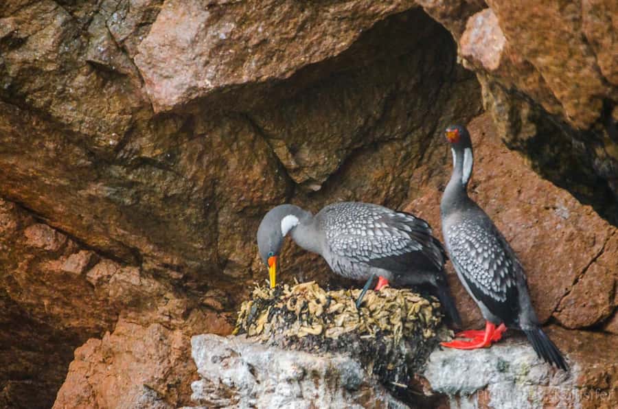 From Paracas: Ballestas Island Cruise & Paracas Reserve Tour - Getting to Huacachina or Ica by about 4:30 p.m.