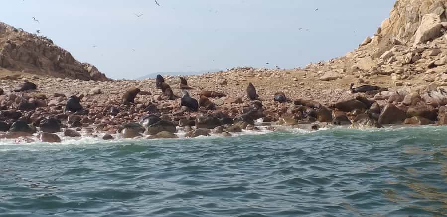 From Paracas: Ballestas Island Cruise & Paracas Reserve Tour - The Candelabro, an ancient question carved in sand