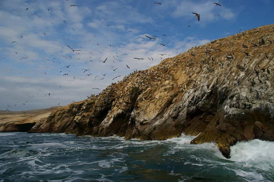 From Paracas: Ballestas Islands & Paracas National Reserve - Why this combined Paracas tour works so well