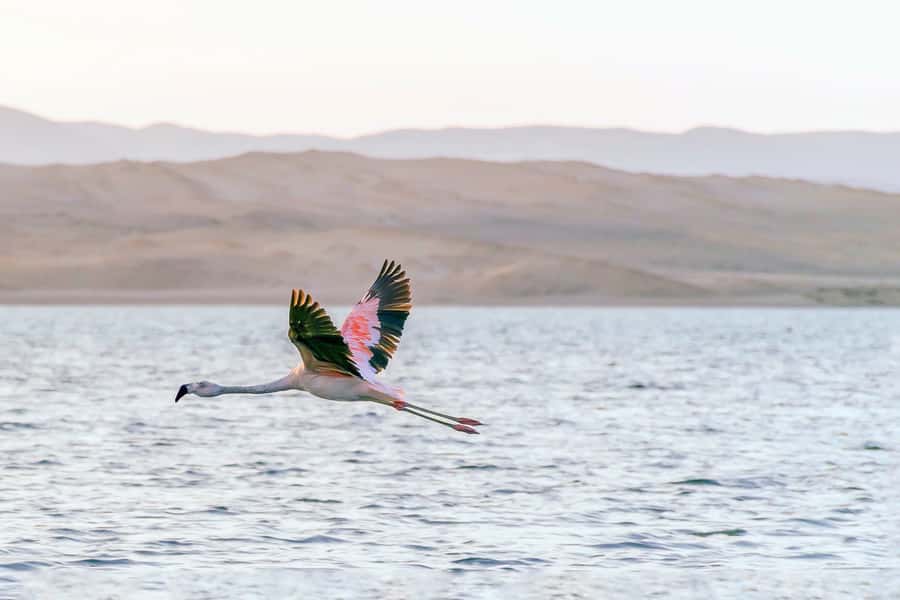 From Paracas: Ballestas Islands & Paracas National Reserve - The Cathedral, Playa Roja, and Lagunillas Beach