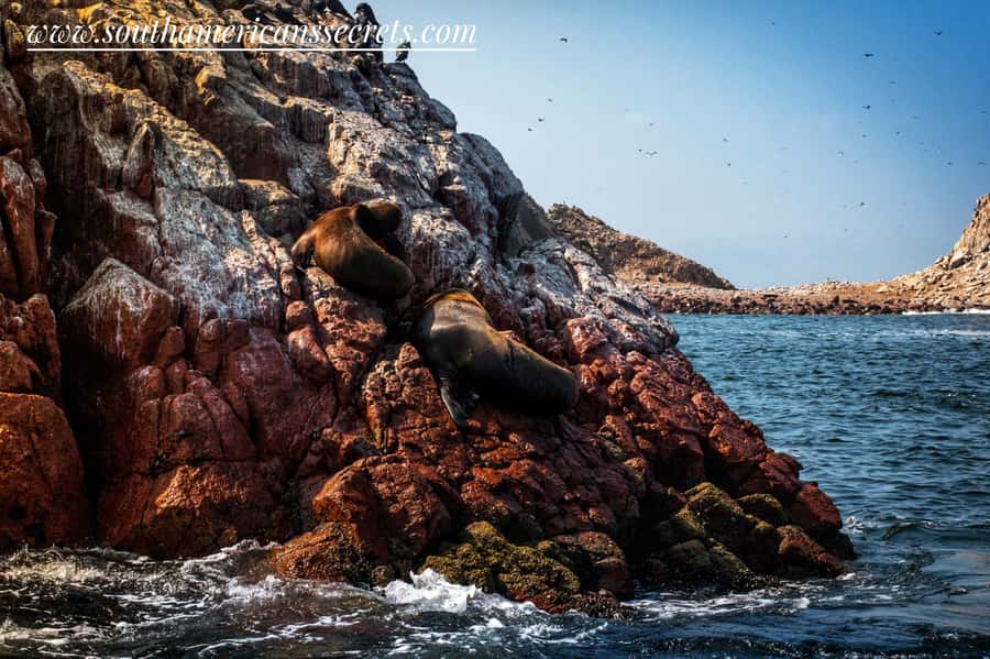 From Paracas: Ballestas Islands tour all Inclusive - What the guide and crew add to the experience