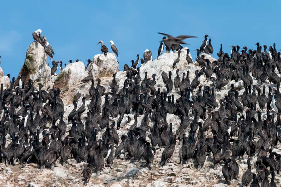 From Paracas: Ballestas Islands tour all Inclusive - The 25-minute ride back to Paracas