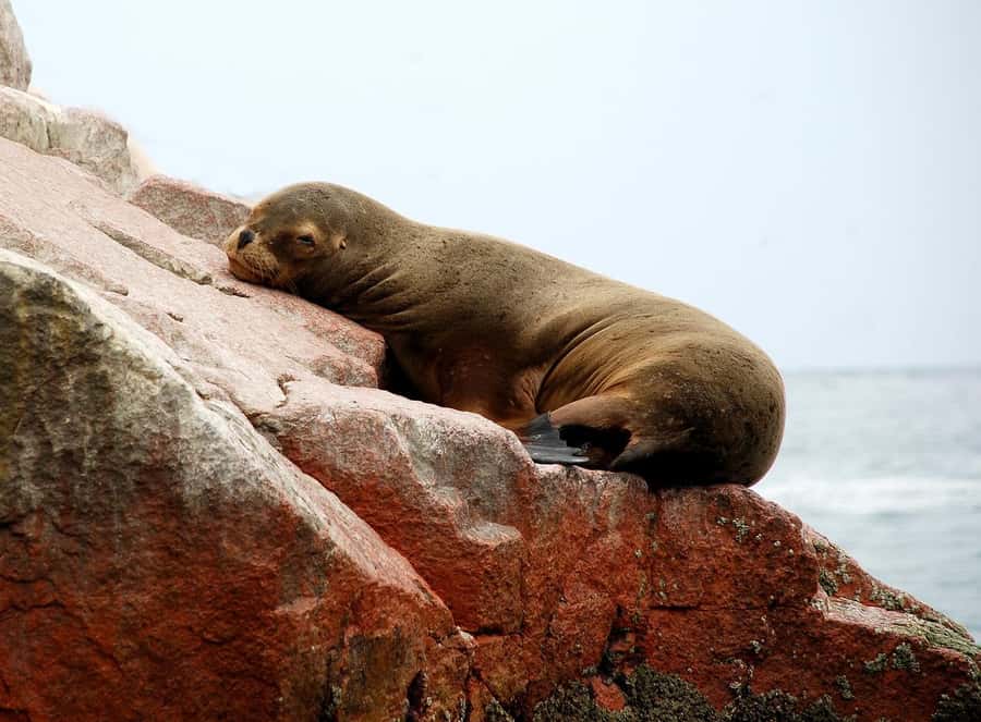 From Paracas: Ballestas Islands tour all Inclusive - Starting at the Marina Turística
