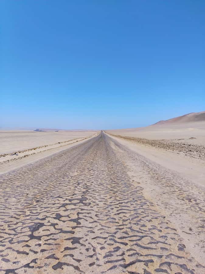 From Paracas: Paracas National Reserve Private Tour - Birdlife and the sea lion colony