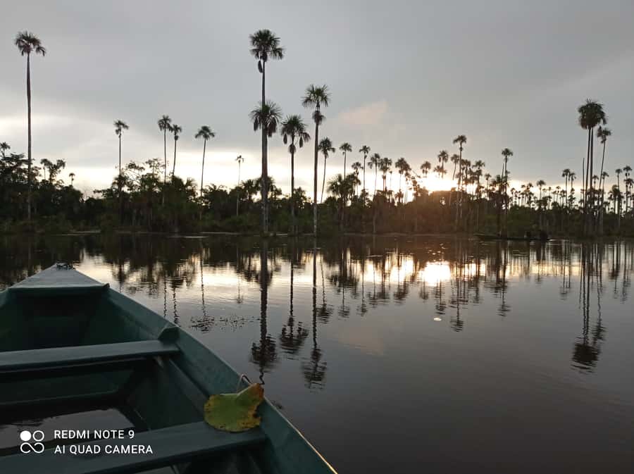 From Puerto Maldonado: 4-Day Excursion /wildlifesearch - Day 2: Sloths, caimans, and Sandoval Lake