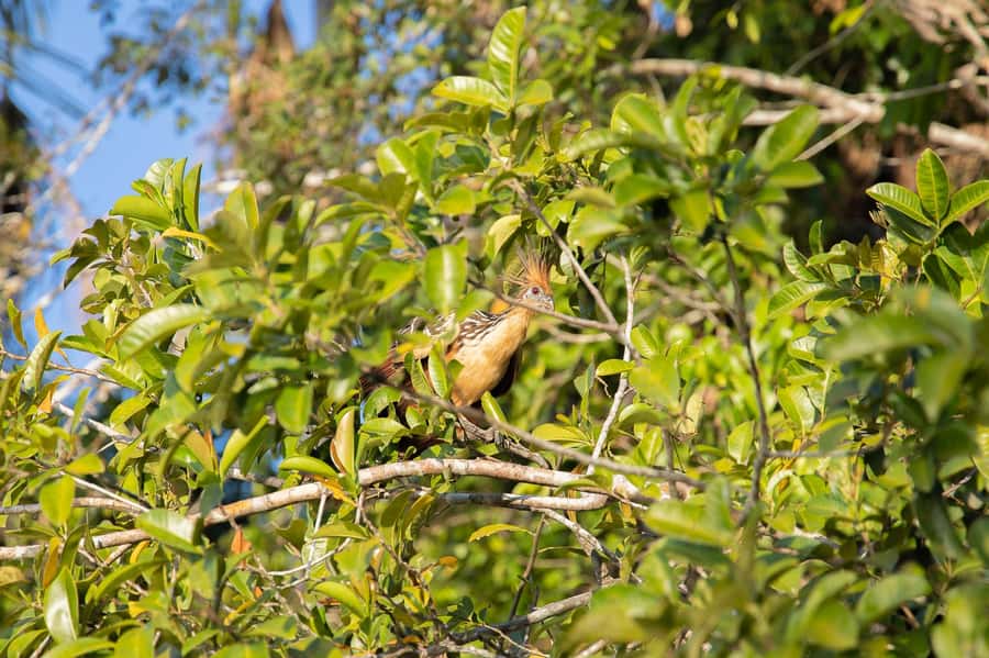 From Puerto Maldonado: 4-Day Excursion /wildlifesearch - Guides, communication, and flexible timing