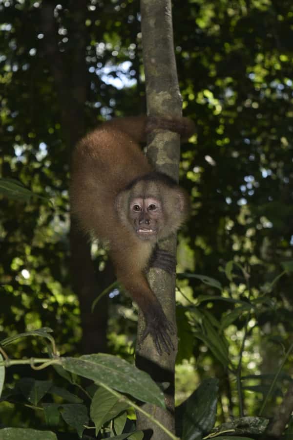 From Puerto Maldonado: 4-Day Excursion /wildlifesearch - What to pack for four days beside the Tambopata River