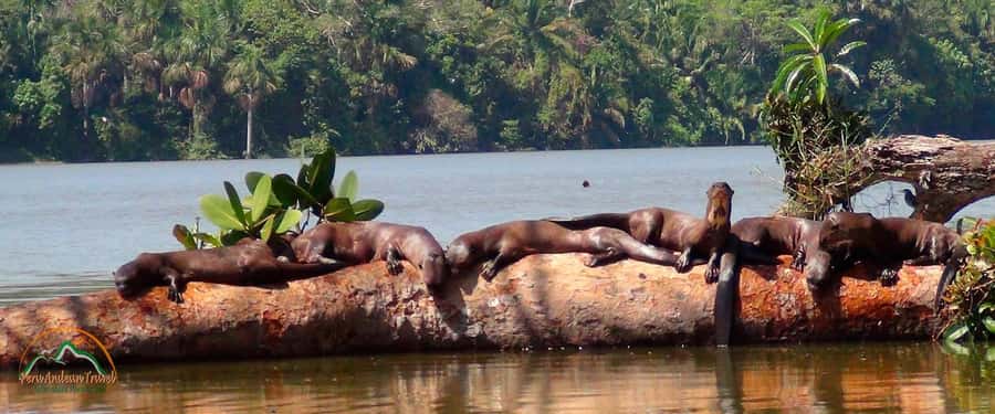 From Puerto Maldonado | Jungle hike + Sandoval Lake | - Key points before you book