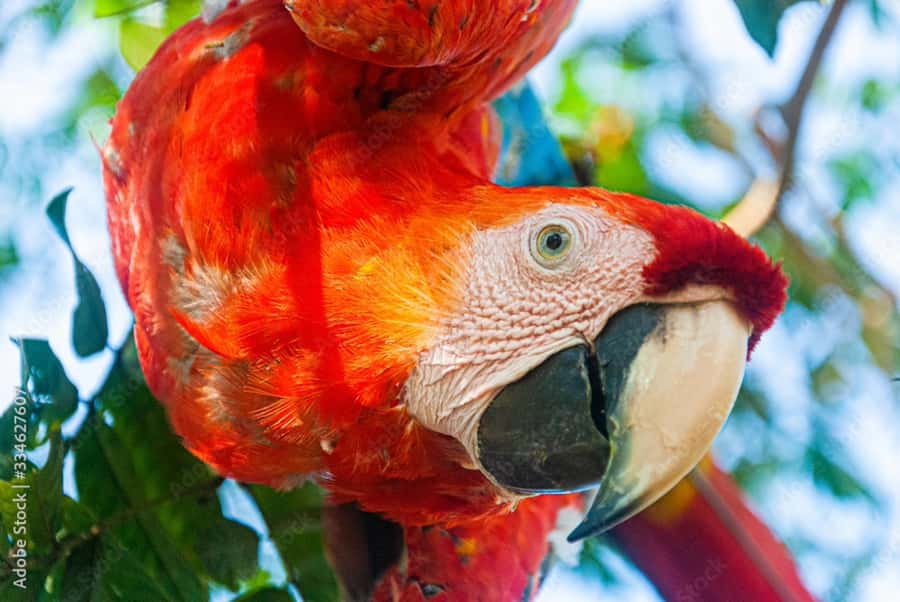 From Puerto Maldonado - Tambopata 4D/3N - Day 4: A canopy view before returning
