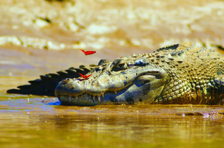 From Puerto Maldonado - Tambopata 4D/3N - Is $600 a fair price?