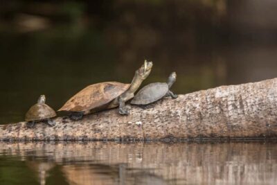 Tambopata National Reserve 3-Day Tour