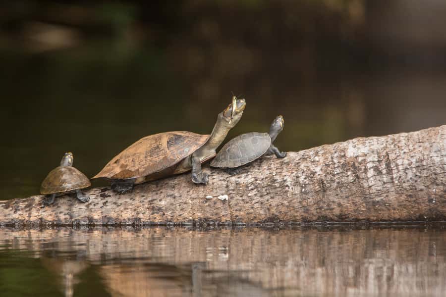 From Puerto Maldonado: Tambopata National Reserve 3-Day Tour - Monkey Island starts the afternoon