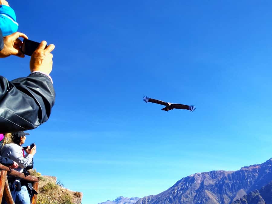 From Puno: 2-Day Tour to Colca Canyon ending in Arequipa - Key points at a glance