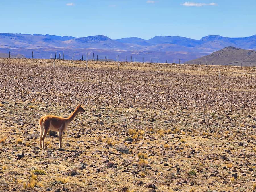 From Puno: 2-Day Tour to Colca Canyon ending in Arequipa - Chivay hotel planning matters
