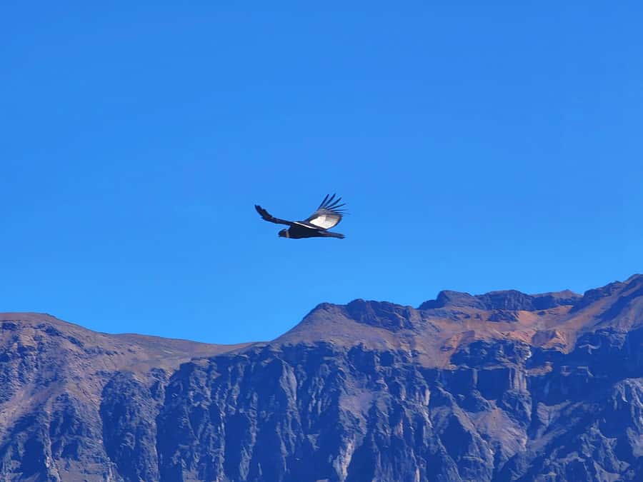 From Puno: 2-Day Tour to Colca Canyon ending in Arequipa - Leaving Puno at 6:00 a.m.