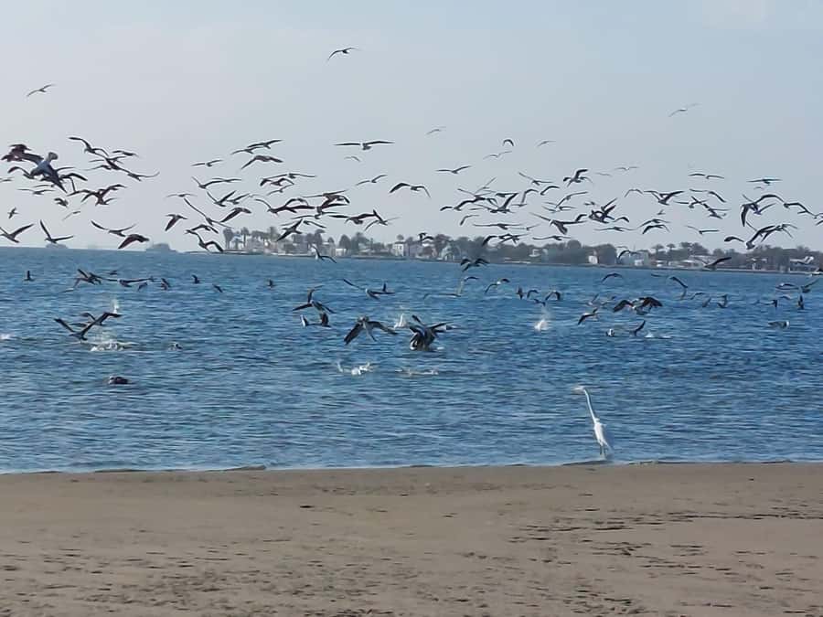 From San Martin Port: Ballestas Island & Paracas Reserve - Red Beach and the fishing village of Lagunillas