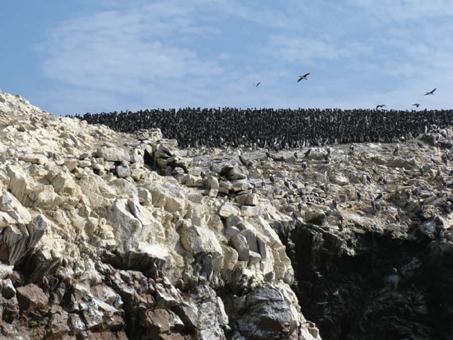 From San Martin Port: Ballestas Islands Tour in Paracas - The Candelabro appears before the islands