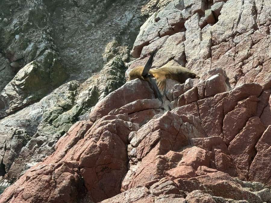 From San Martin Port: Ballestas Islands Tour in Paracas - Language and guide quality