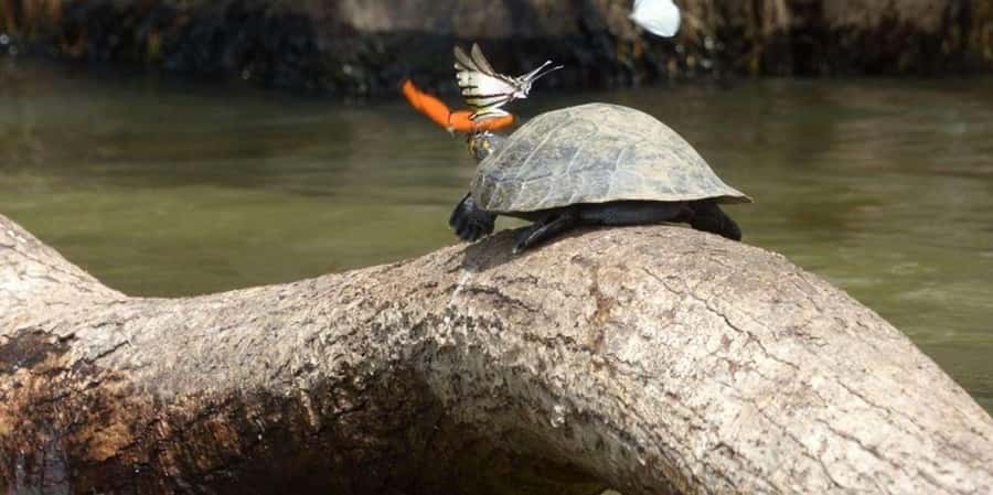 From Tambopata: Amazon Jungle Hike and Lake Sandoval 1-Day - What makes this Lake Sandoval day trip worthwhile