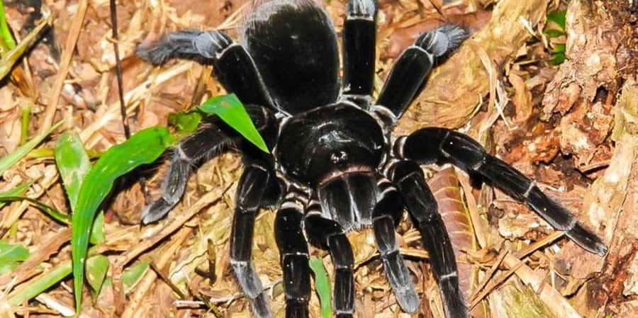 From Tambopata: Amazon Jungle Hike and Lake Sandoval 1-Day - Wildlife you might see along the way