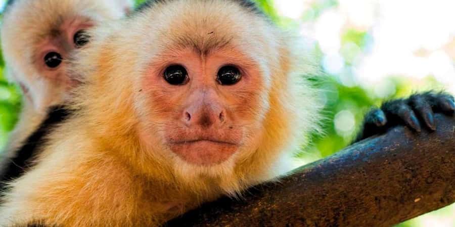 From Tambopata: Amazon Jungle Hike and Lake Sandoval 1-Day - Walking the 3-kilometer trail through Tambopata