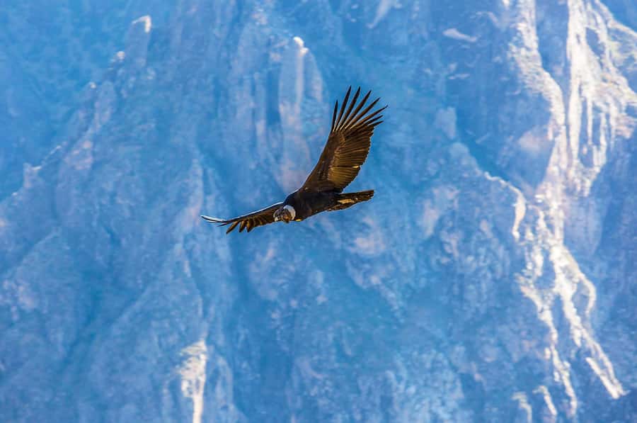 Full-Day Condor Viewpoint & Inca Sites Tour - Limatambo lunch and a change of pace