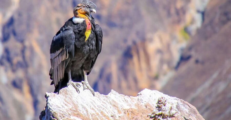 Full-Day Condor Viewpoint & Inca Sites Tour - Walking above the Apurímac Canyon