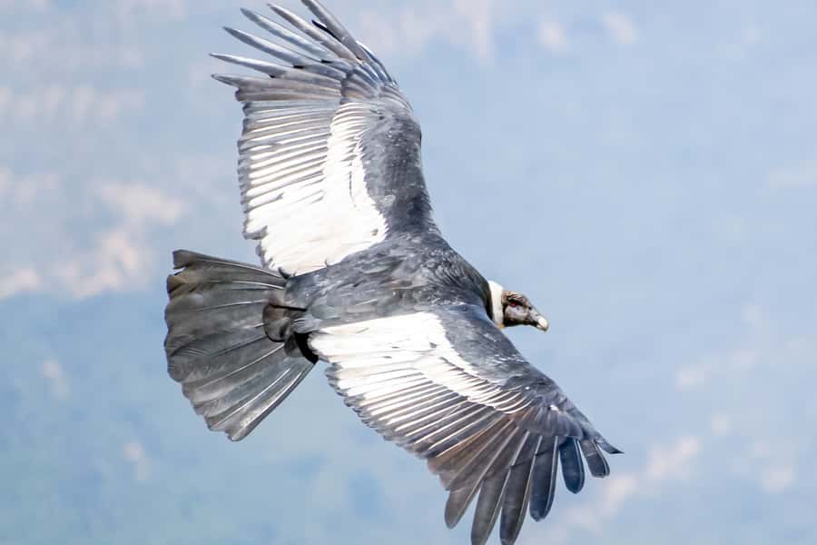 Full-Day Condor Viewpoint & Inca Sites Tour - Waiting for the Andean Condor