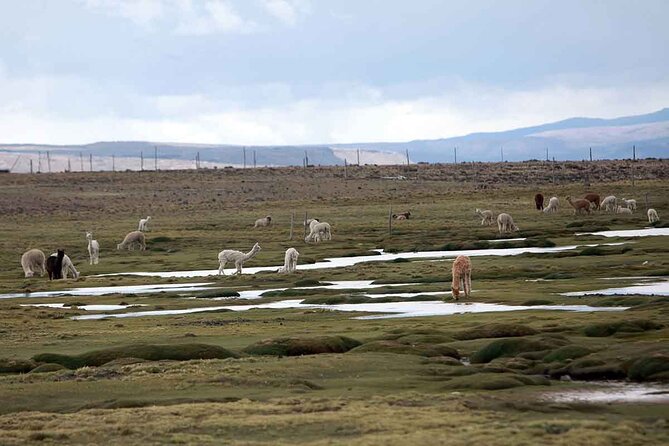 Full Day Tour to Colca Canyon from Arequipa - Abra Patapampa and the high volcanic chain