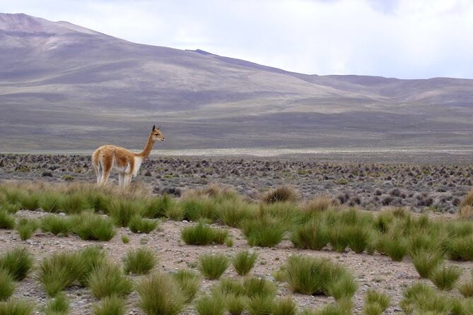 Full Day Tour to Colca Canyon from Arequipa - Antahuilque viewpoint and Collagua terraces