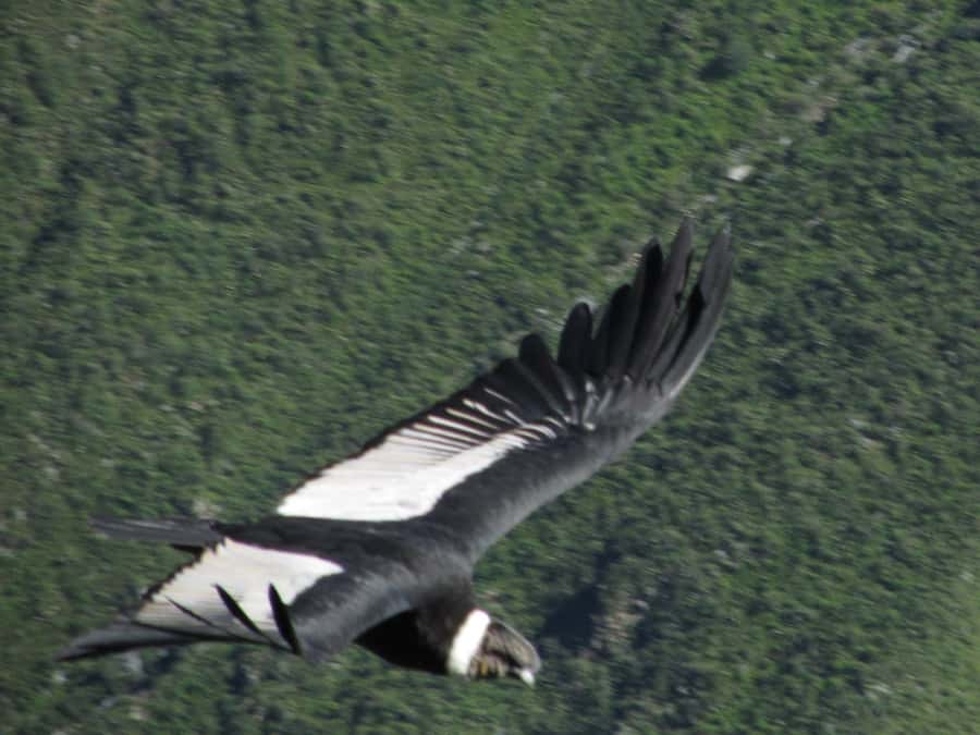 Full Day Trip to Colca Canyon from Arequipa ending in Puno - Yanque, Maca, and the village side of Colca