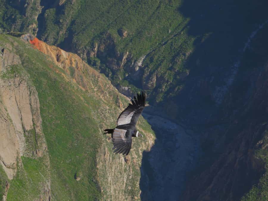 Full Day Trip to Colca Canyon from Arequipa ending in Puno - The Cross of the Condor and the canyon view