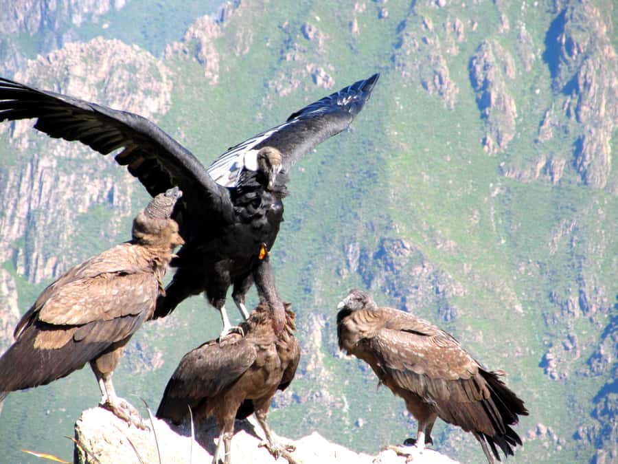 Full Day Trip to Colca Canyon from Arequipa ending in Puno - The pre-dawn departure from Arequipa