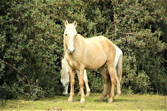 Horse Riding Chacan Mountain And Temple Of The Moon - What families and beginners should know