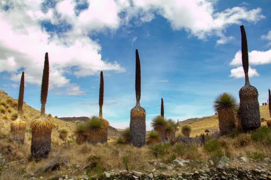 Huaraz-Excursion to the Pastoruri Snows and Puyas Raymondi - Hotel Pickup and the Road Toward the Cordillera Blanca