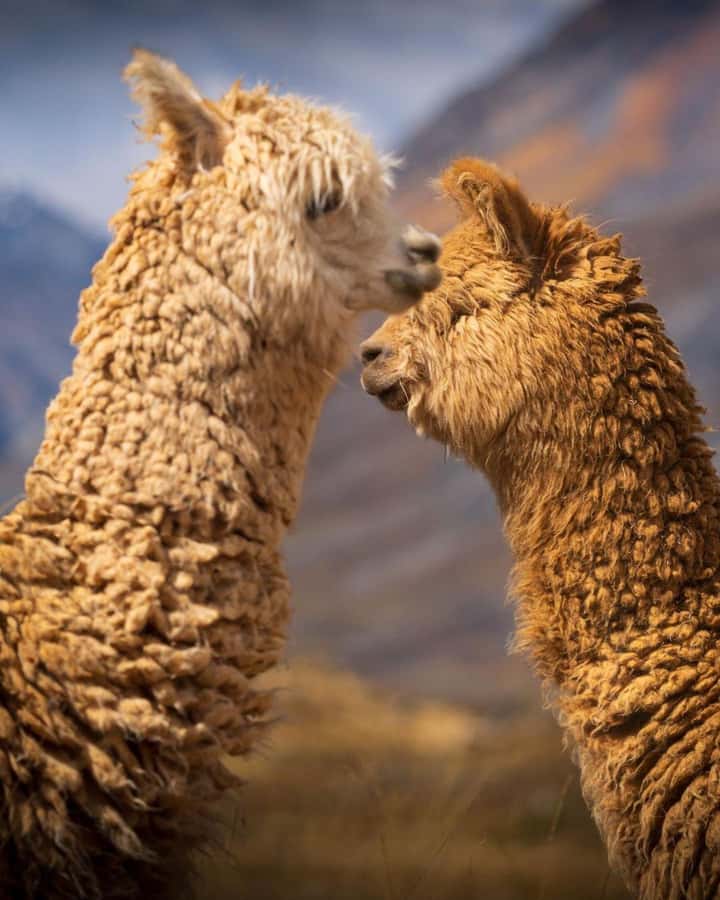Huaraz: Laguna 69 | Cordillera Blanca | Hike to Lake 69 - Key points to know before you go