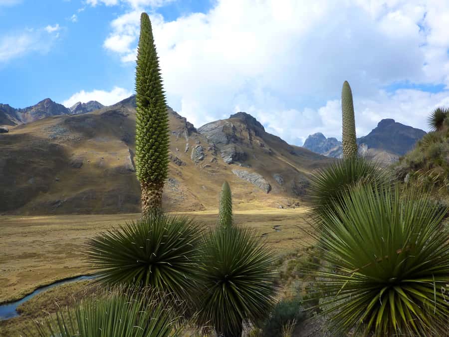 Huaraz: Pastoruri Glacier Day Trip - Who should book this glacier trip?