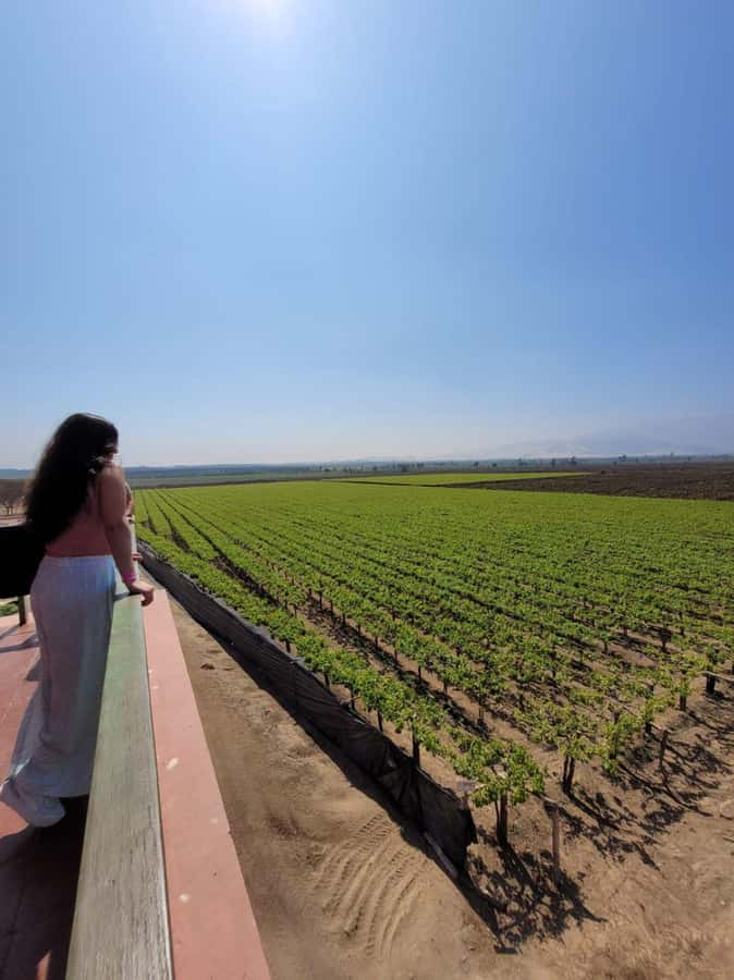 ICA: Pisco and Wine Route with tasting in 03 Wineries - Why a Pisco Tour Makes Sense in Ica