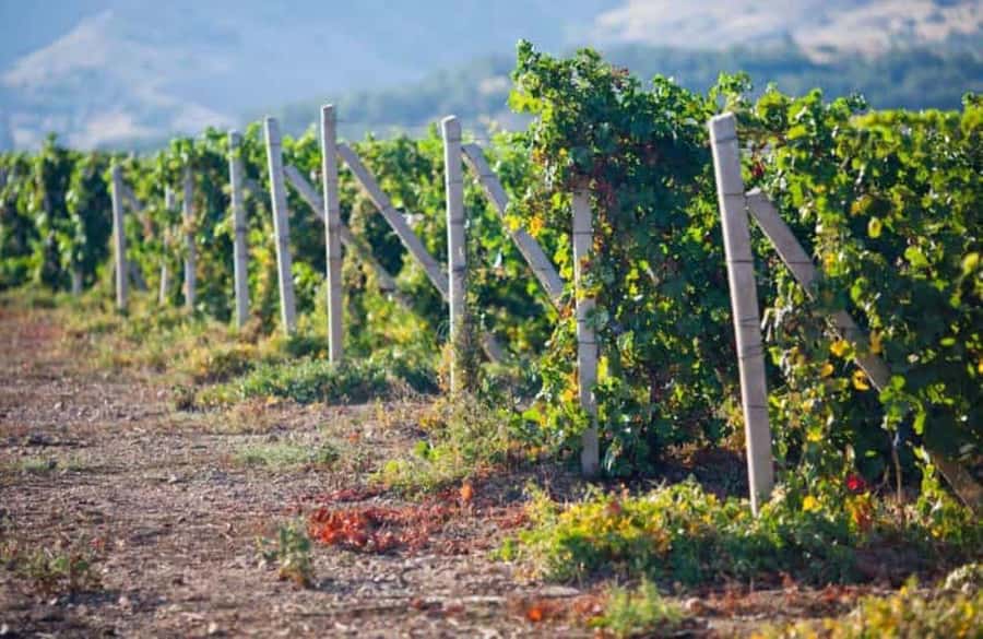 Ica: Winery Tour with Pisco and Wine Tasting - Why Ica is the right place for a Pisco introduction