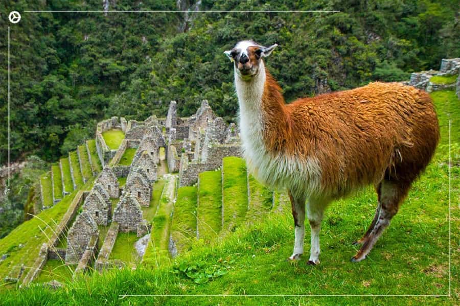 Inca Trail 2 days to Machu Picchu - Wiñayhuayna: the day’s major archaeological stop