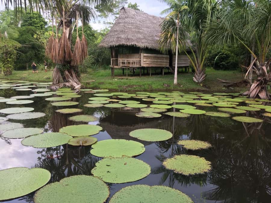 Iquitos: 2 Days and 1 Night Guided Amazon Jungle Tour - From Iquitos Airport to the Amazon River