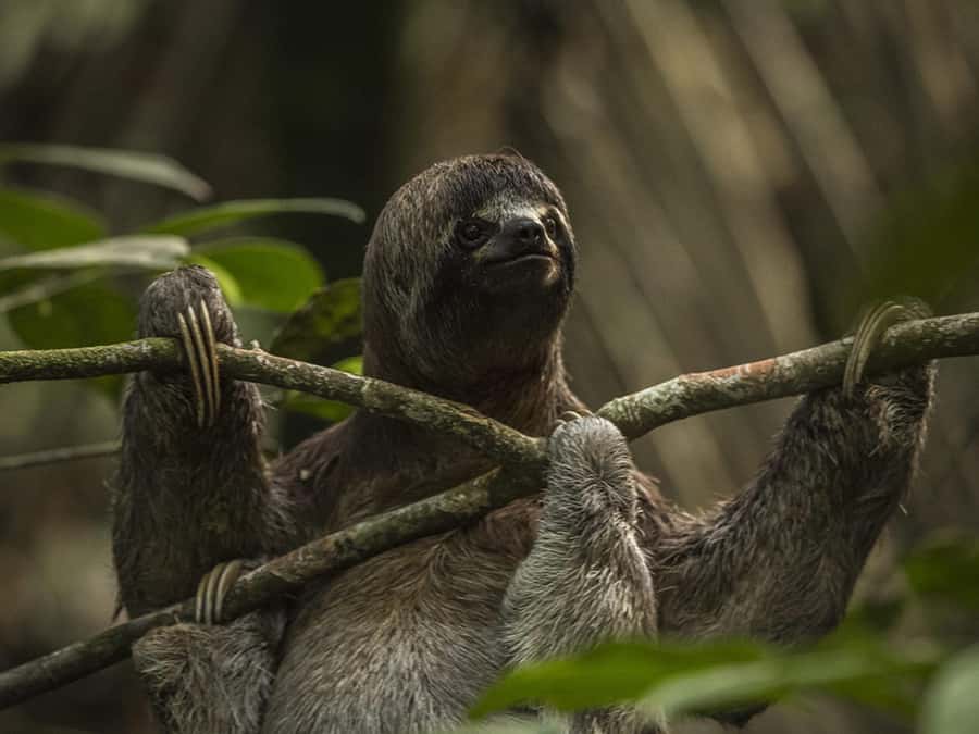 Iquitos: 2 Days and 1 Night Guided Amazon Jungle Tour - The Lodge Lookout and Canopy Adventure