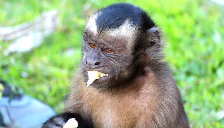 Iquitos: 2 Days and 1 Night Guided Amazon Jungle Tour - Fundo Pedrito and Its Animal Collection