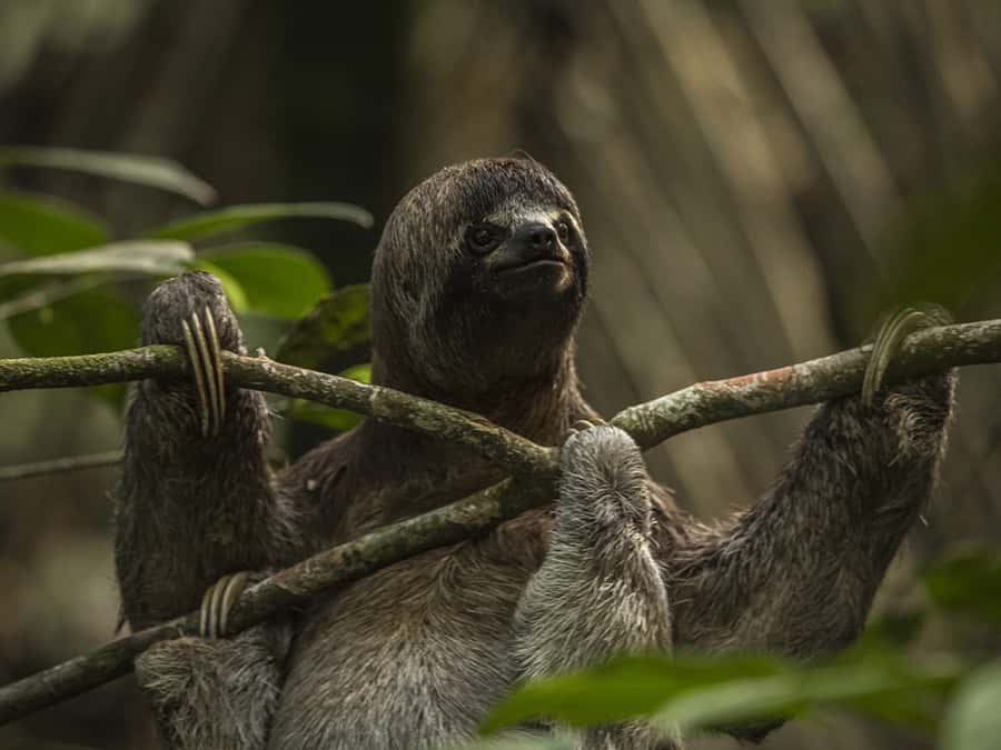 Iquitos: 3 Days and 2 Nights Guided Amazon Jungle Tour - Is $434 a fair price for three days?