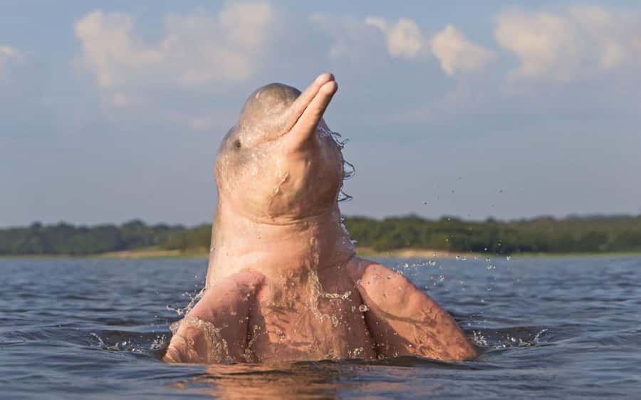 Iquitos: 3 Days and 2 Nights Guided Amazon Jungle Tour - Reaching the Amazon from Iquitos