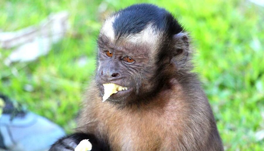 Iquitos: 3 Days and 2 Nights Guided Amazon Jungle Tour - Lodge life, power cuts, and what to pack