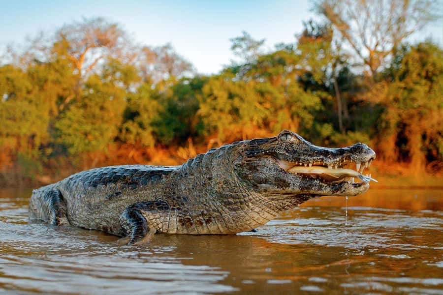 Iquitos: 5 Days inside the Rainforest | Amazon Jungle Tour - Day three follows the Yanayacu River and giant Lupuna tree